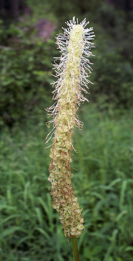 Image of Sanguisorba stipulata specimen.