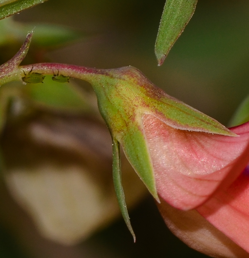 Image of Lathyrus marmoratus specimen.