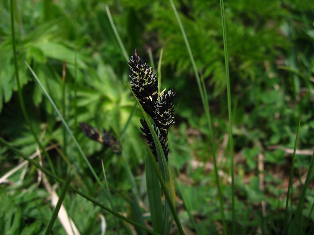 Изображение особи Carex medwedewii.