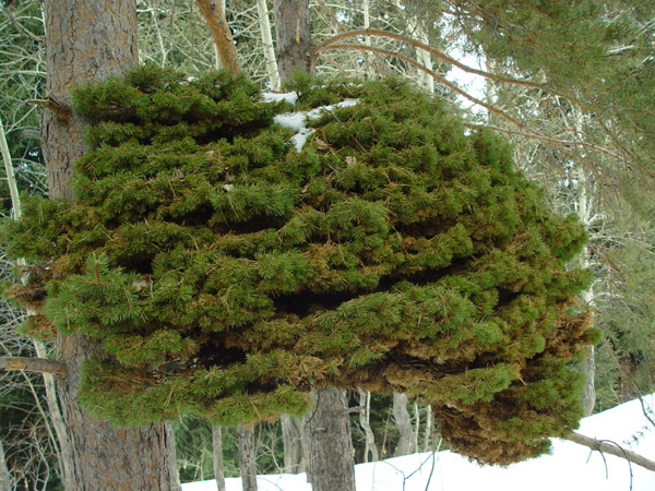 Image of Pinus sylvestris specimen.