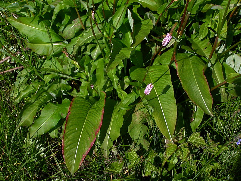 Image of Bistorta officinalis specimen.