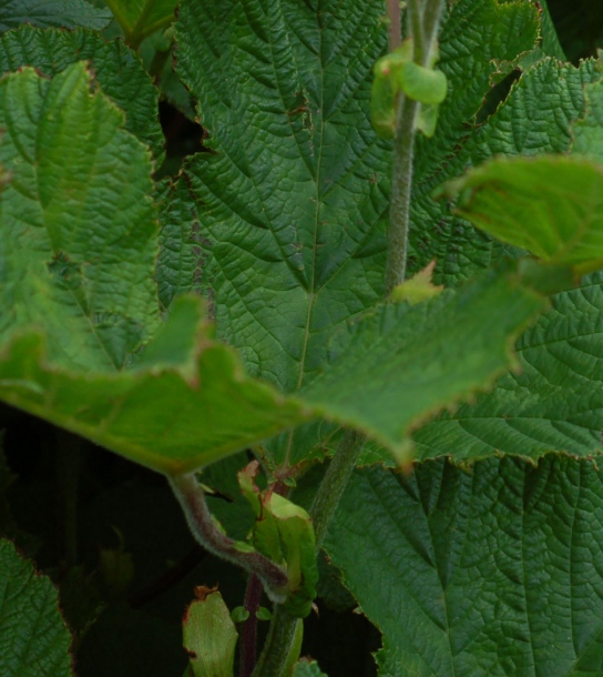 Изображение особи Filipendula camtschatica.