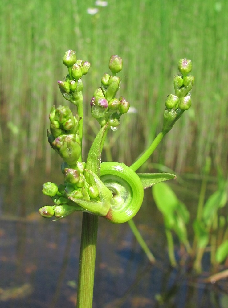 Image of Alisma plantago-aquatica specimen.