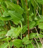 Rumex acetosa. Листья. Мурманская обл., Кандалакшский р-н, пос. Лувеньга, опушка леса. 30.06.2010.