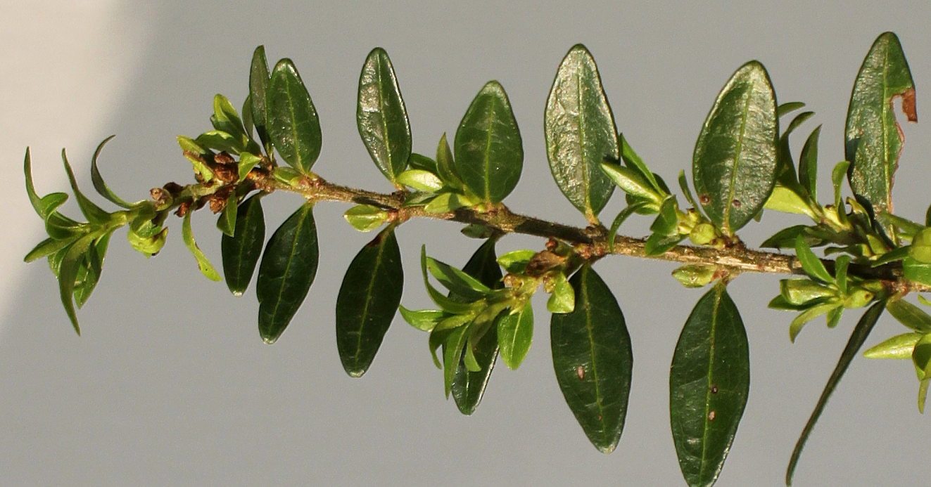 Image of Lonicera ligustrina var. pileata specimen.