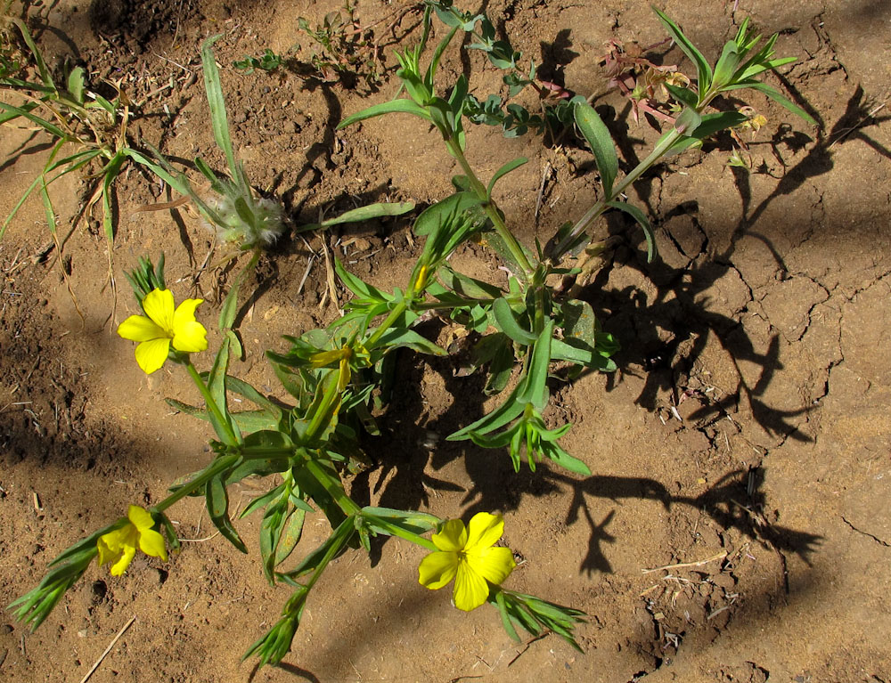 Image of Linum nodiflorum specimen.