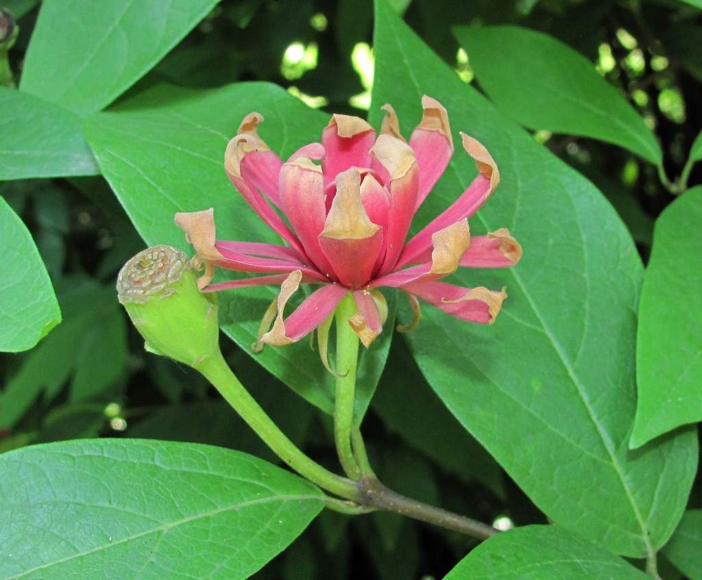 Изображение особи род Calycanthus.