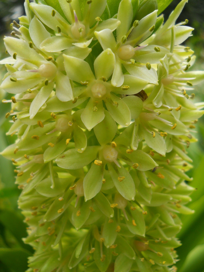 Image of Eucomis autumnalis specimen.