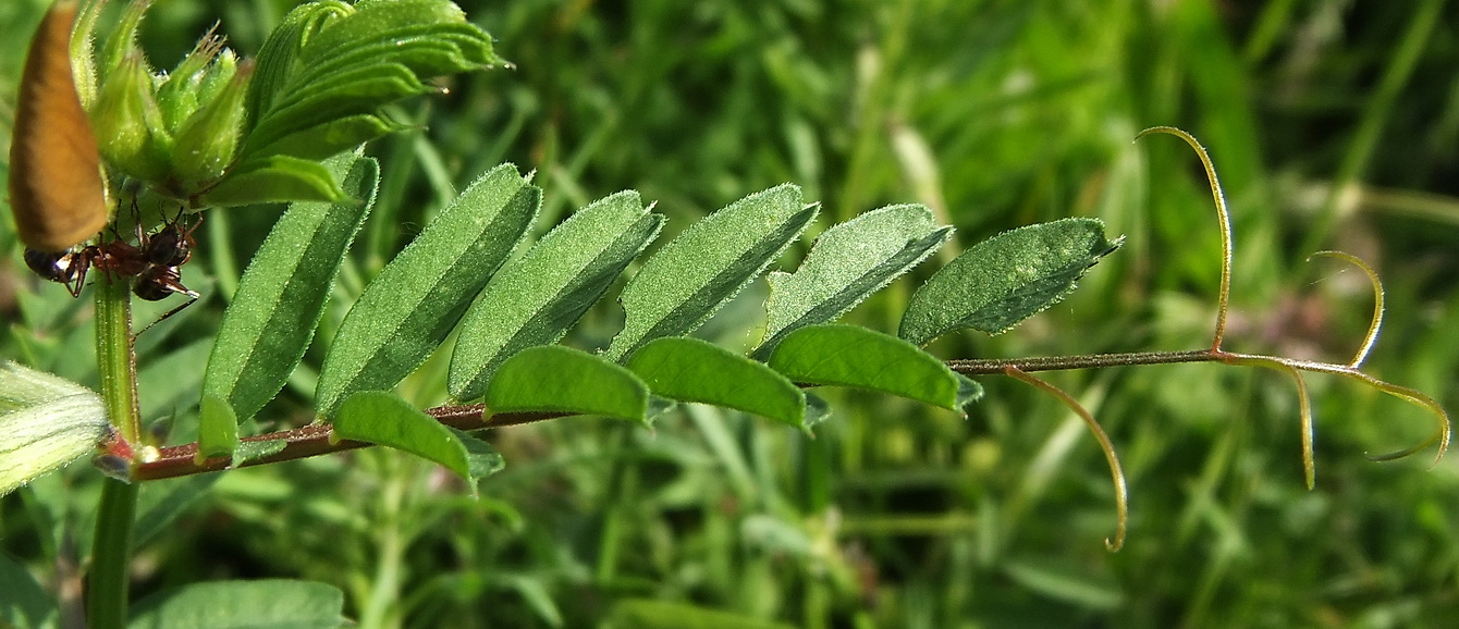 Image of Vicia grandiflora specimen.