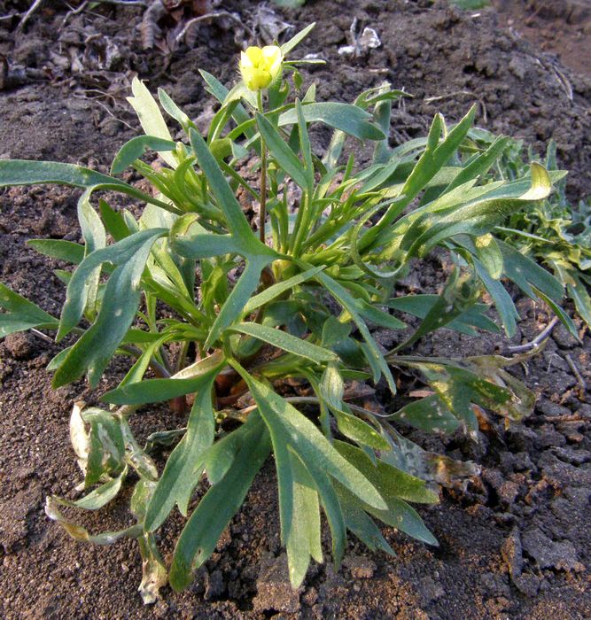 Image of Ranunculus arvensis specimen.