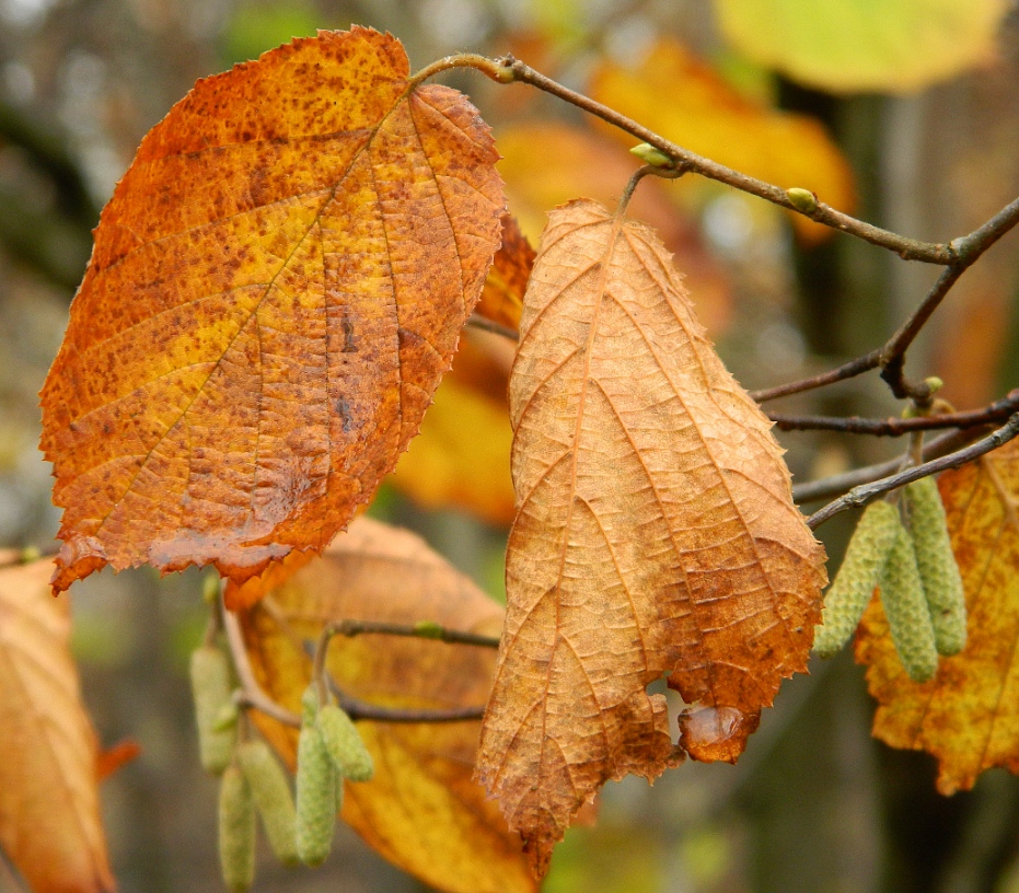 Изображение особи Corylus avellana.