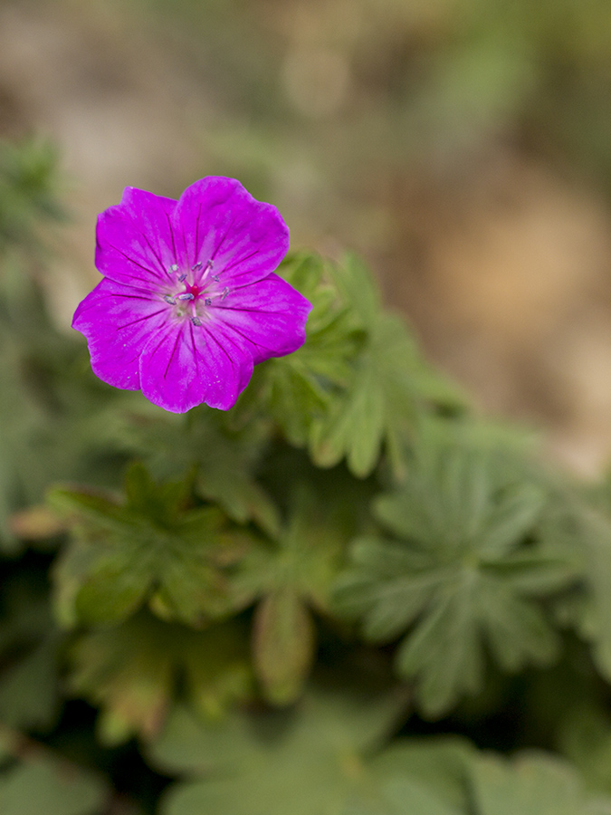 Image of Geranium sanguineum specimen.