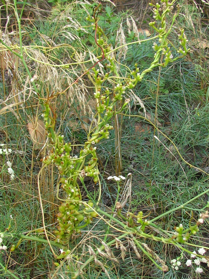 Image of Cuscuta monogyna specimen.