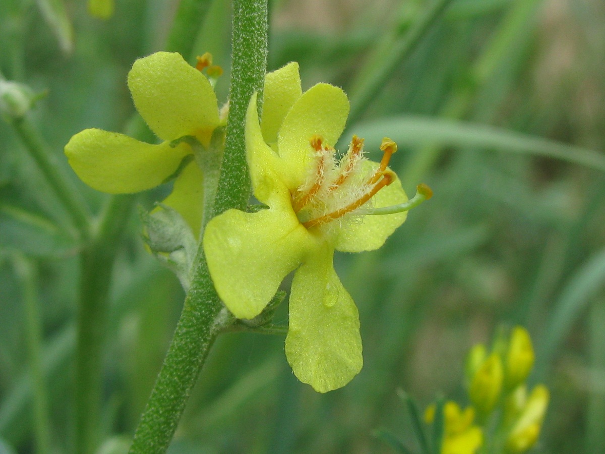 Изображение особи Verbascum lychnitis.