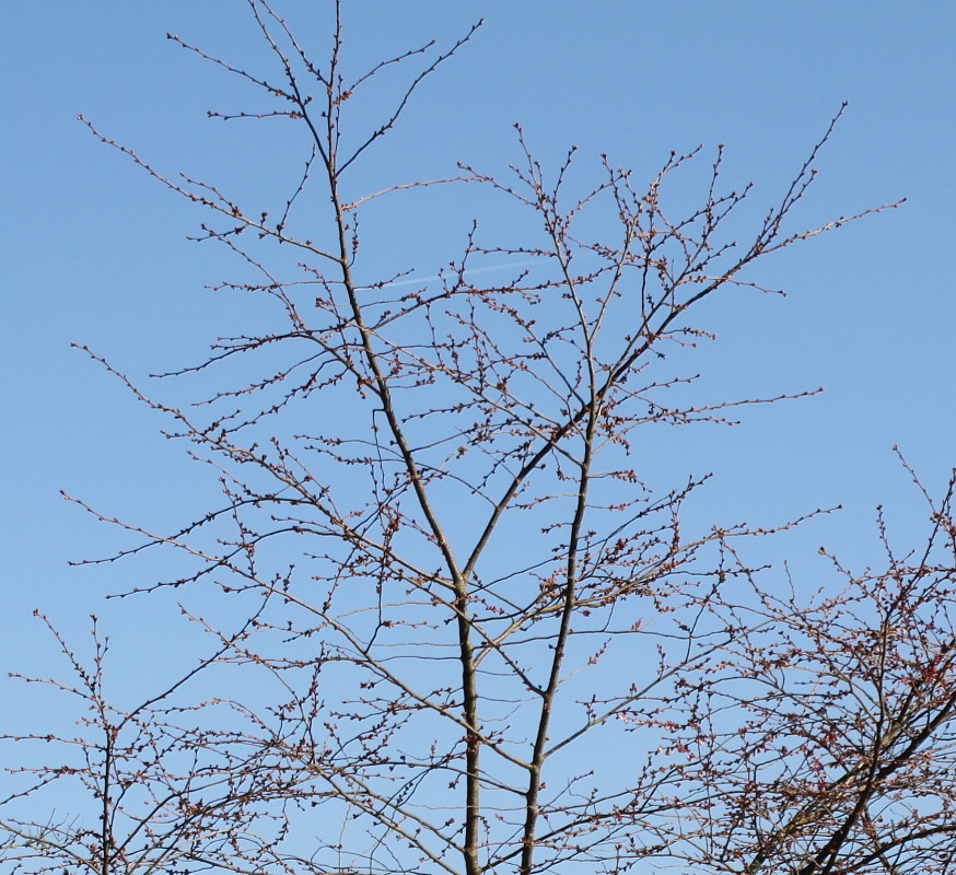 Изображение особи Cerasus sachalinensis.