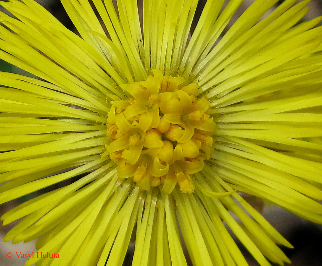 Image of Tussilago farfara specimen.