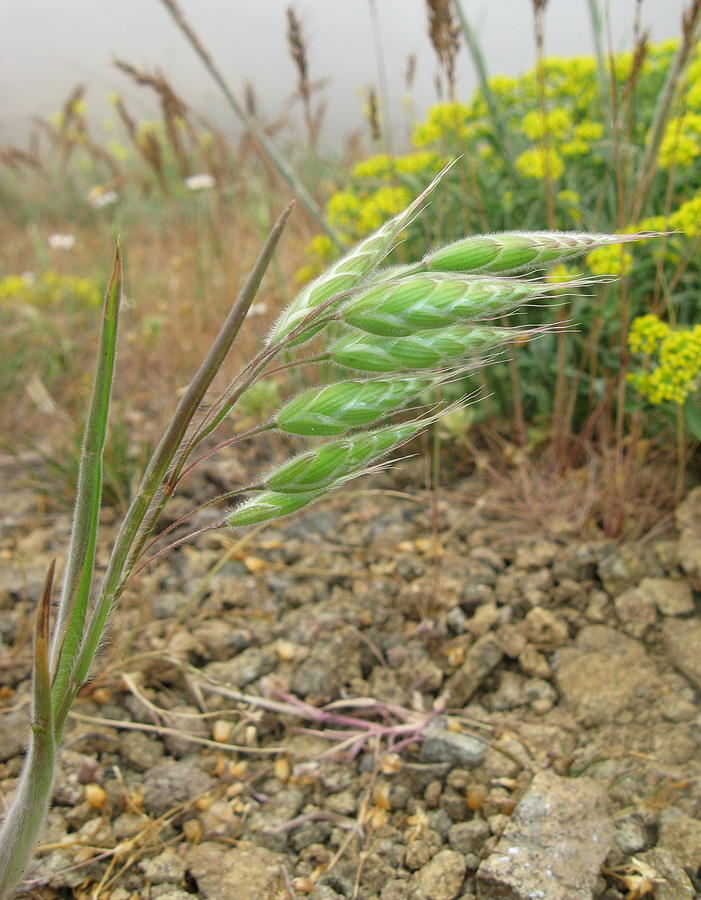 Image of Bromus anatolicus specimen.