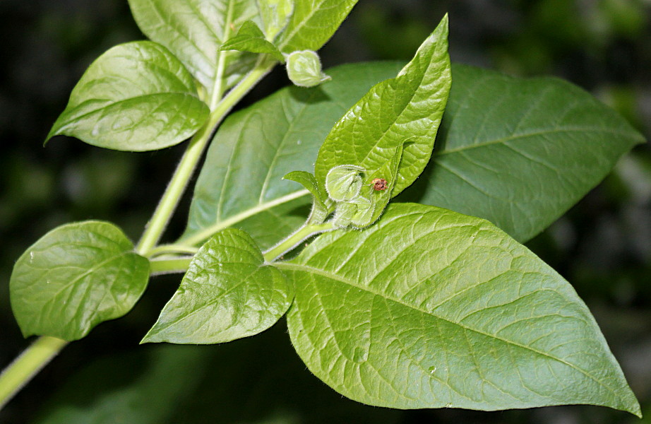 Image of Atropa bella-donna specimen.