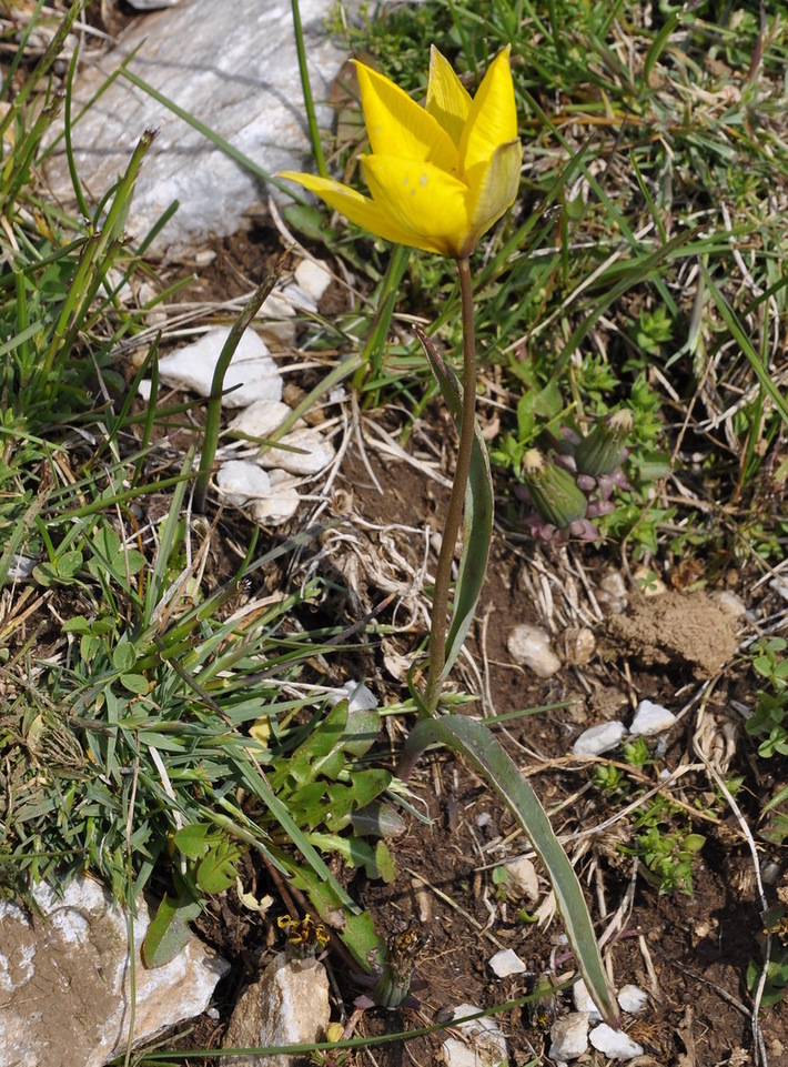 Image of Tulipa australis specimen.