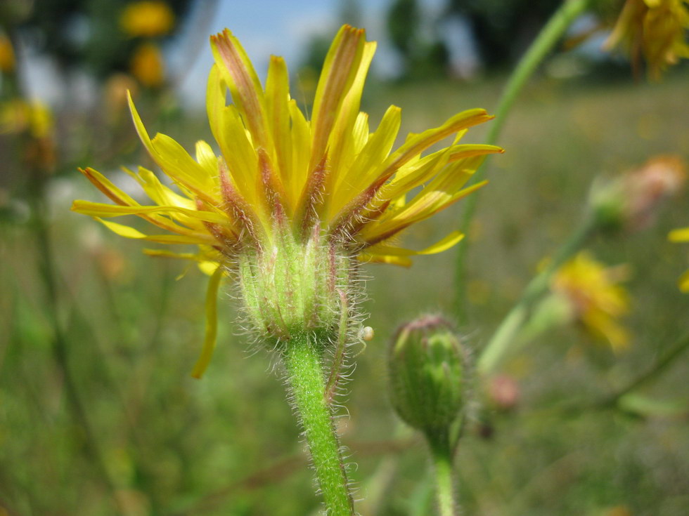 Изображение особи Crepis rhoeadifolia.