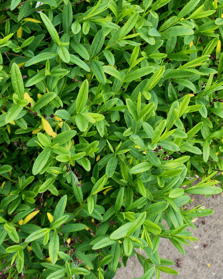 Image of Hypericum frondosum specimen.