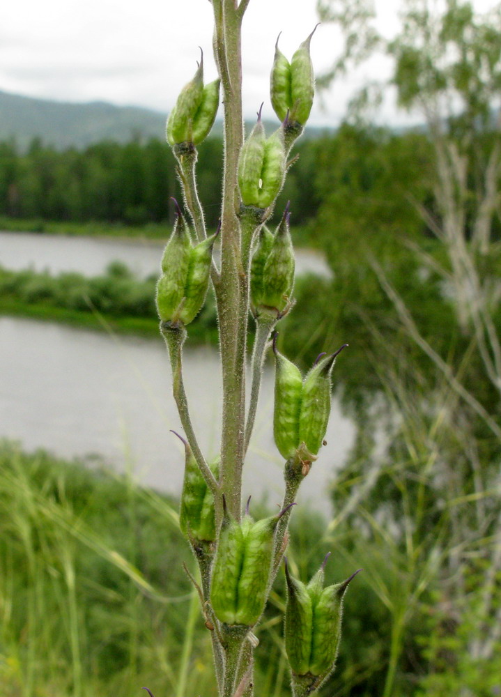 Image of Delphinium polozhiae specimen.