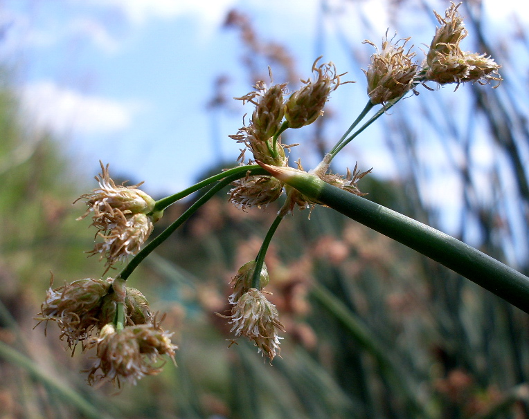 Image of Schoenoplectus tabernaemontani specimen.