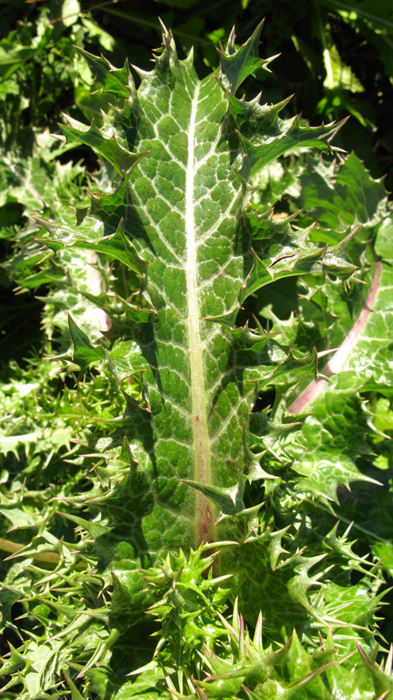 Image of Sonchus asper specimen.