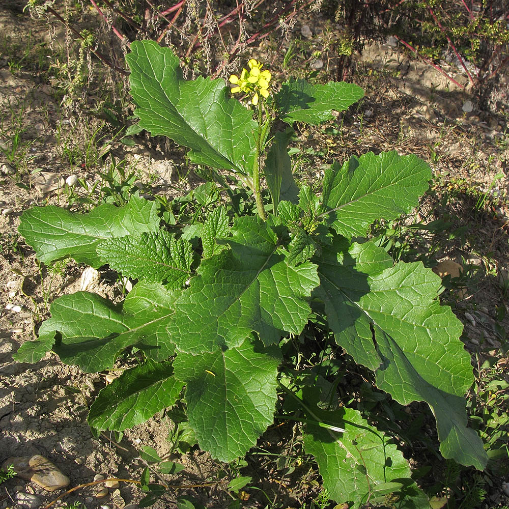 Image of Sinapis arvensis specimen.