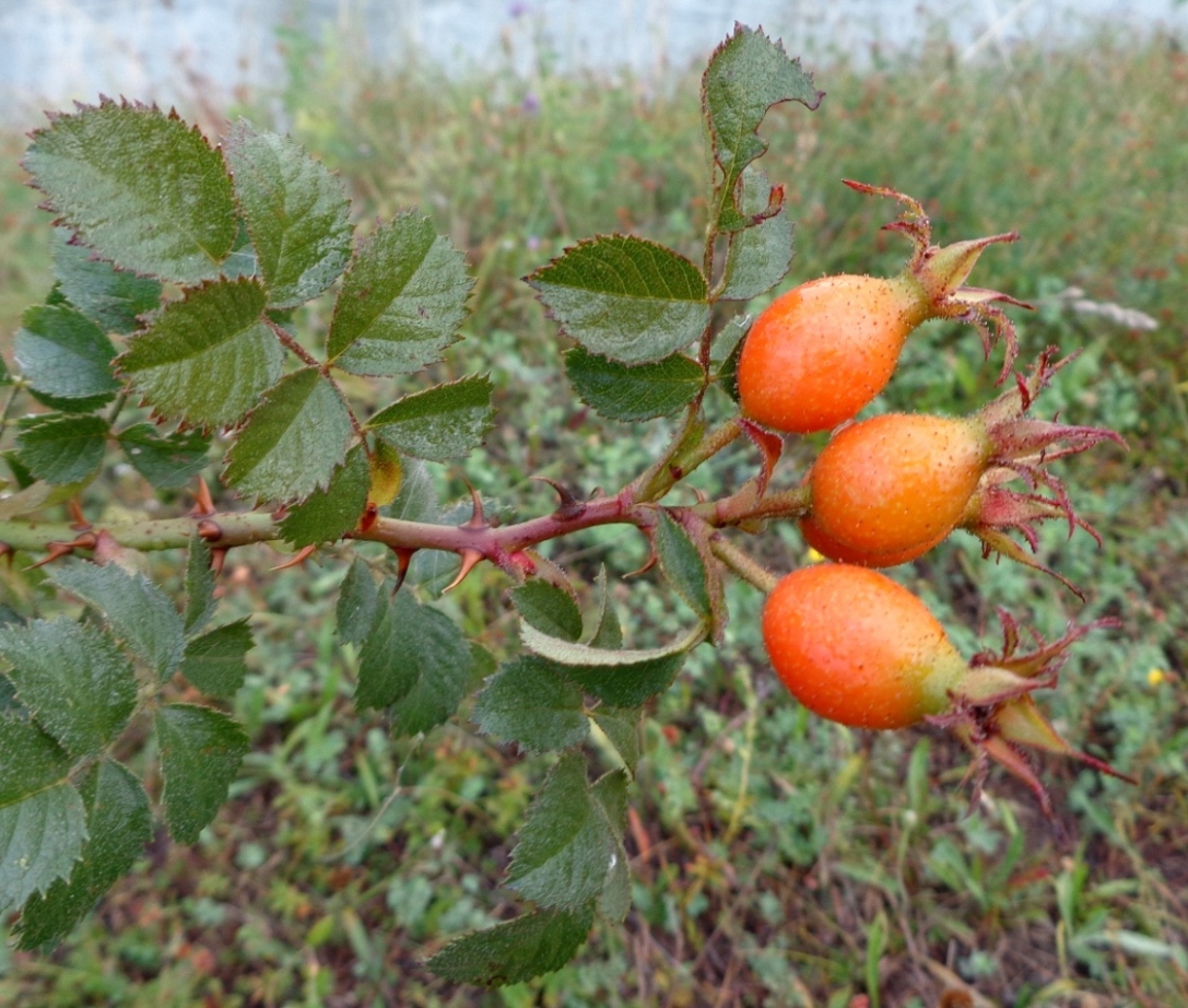 Image of Rosa pulverulenta specimen.