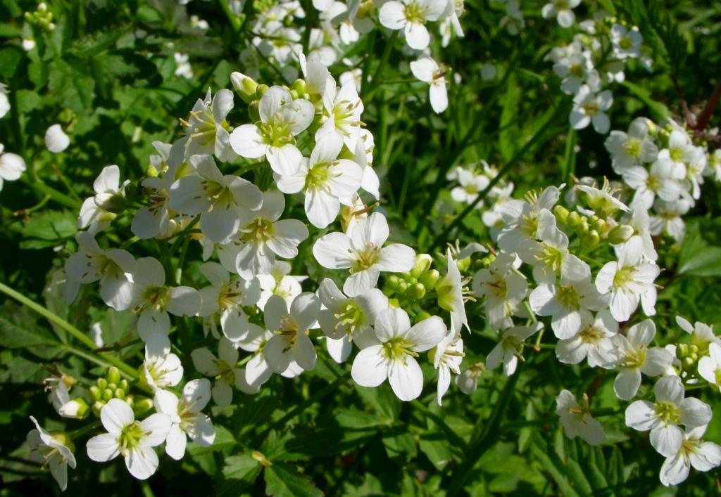 Image of Cardamine prorepens specimen.