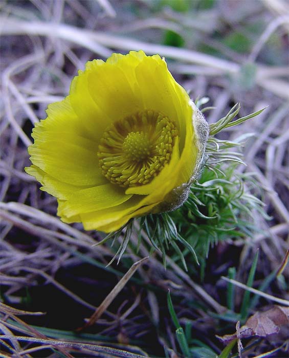 Изображение особи Adonis vernalis.