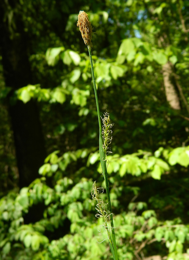 Изображение особи Carex pilosa.