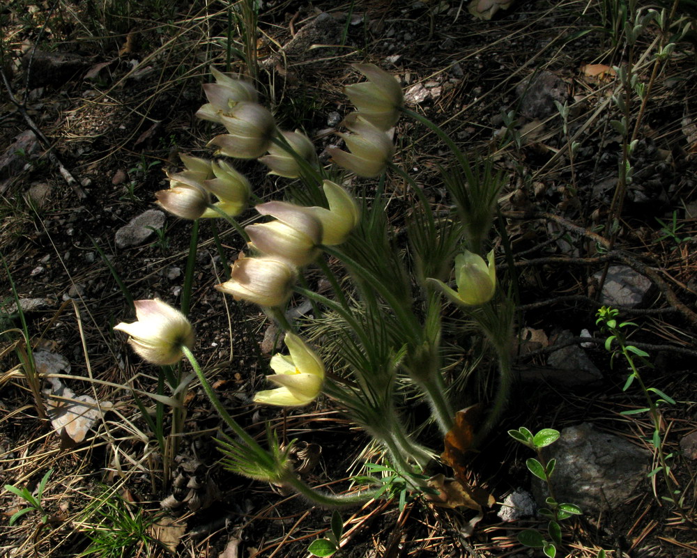 Изображение особи Pulsatilla orientali-sibirica.