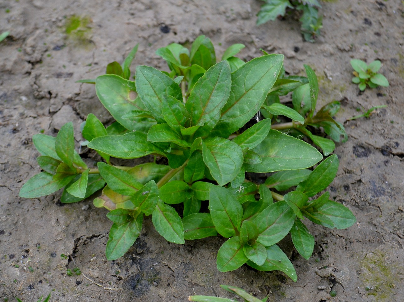 Изображение особи Veronica anagallis-aquatica.