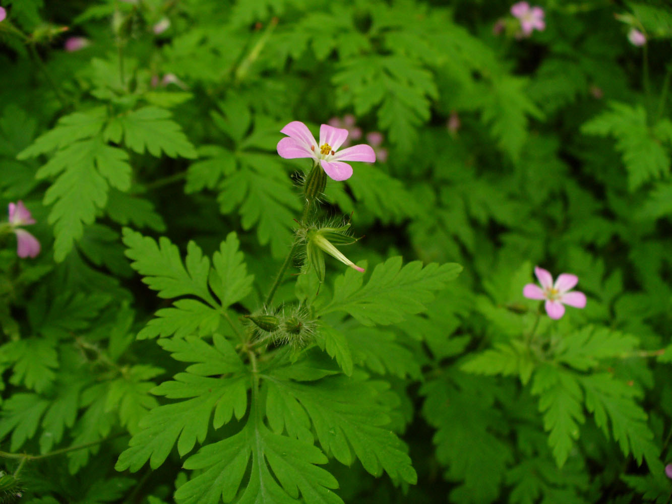 Image of Geranium robertianum specimen.