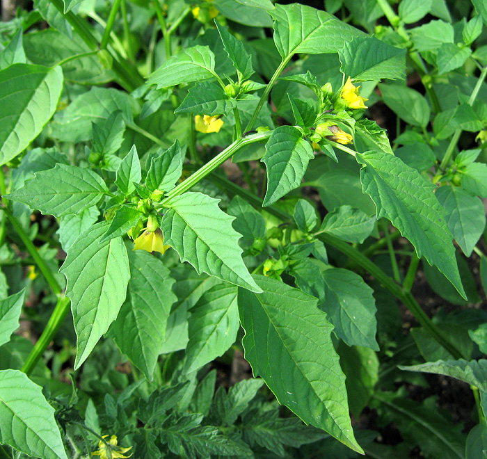 Image of Physalis ixocarpa specimen.