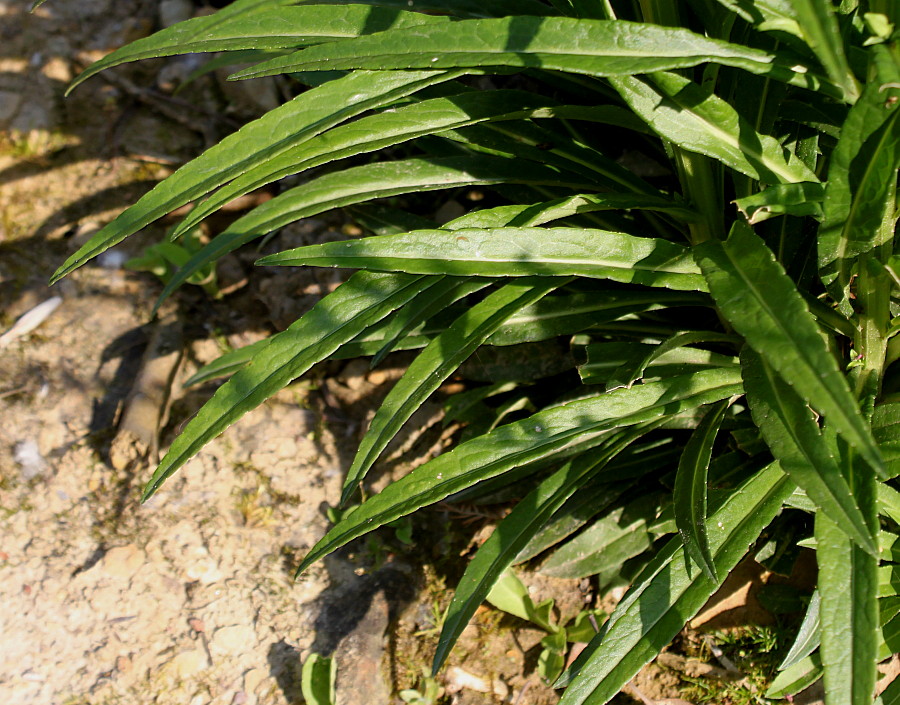 Image of Campanula persicifolia specimen.