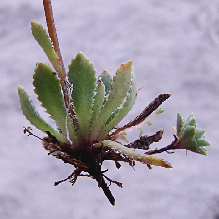 Image of Saxifraga cartilaginea specimen.