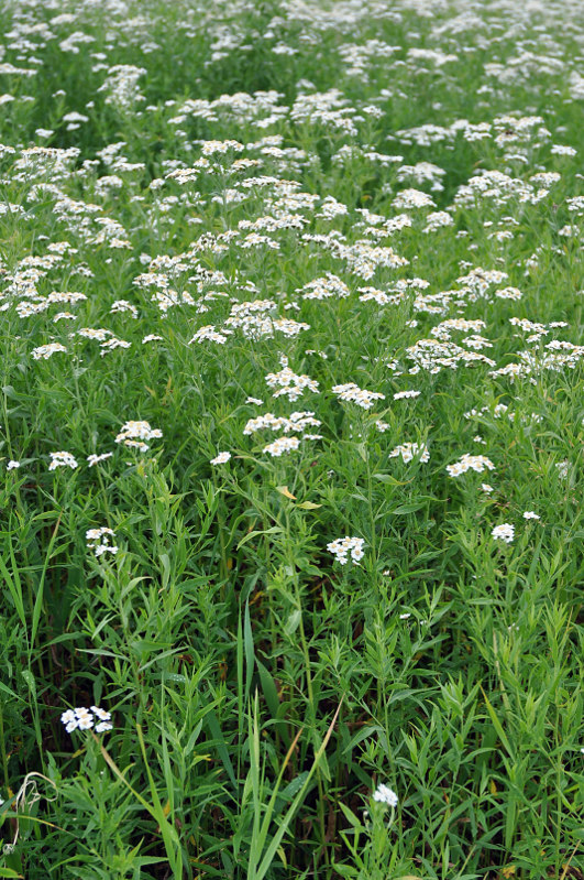 Image of Achillea cartilaginea specimen.