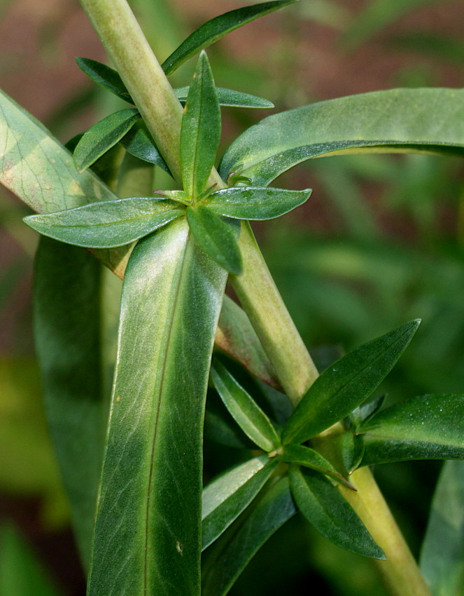 Изображение особи Lysimachia barystachys.