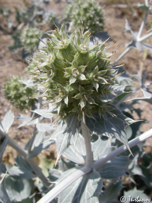 Изображение особи Eryngium maritimum.