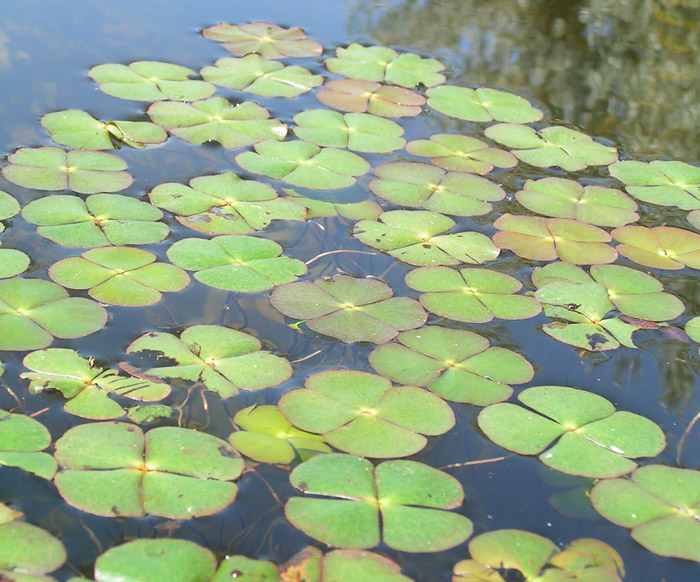 Image of Marsilea quadrifolia specimen.