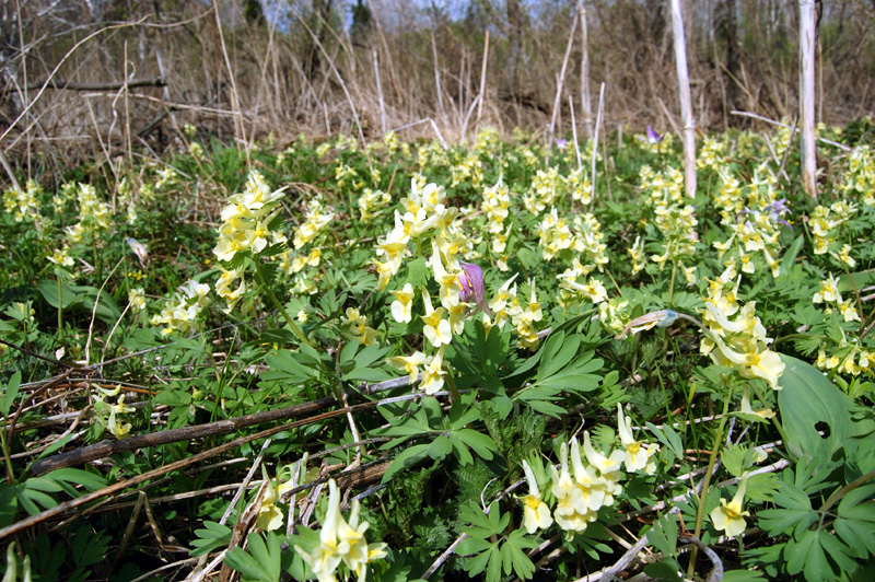 Image of Corydalis bracteata specimen.