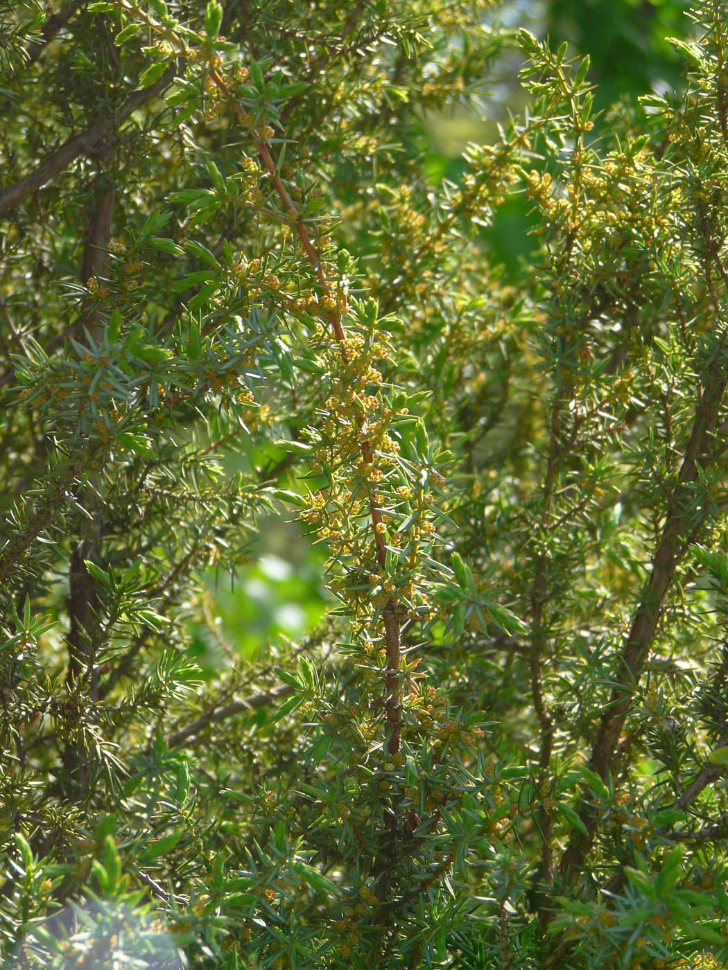 Image of Juniperus communis specimen.