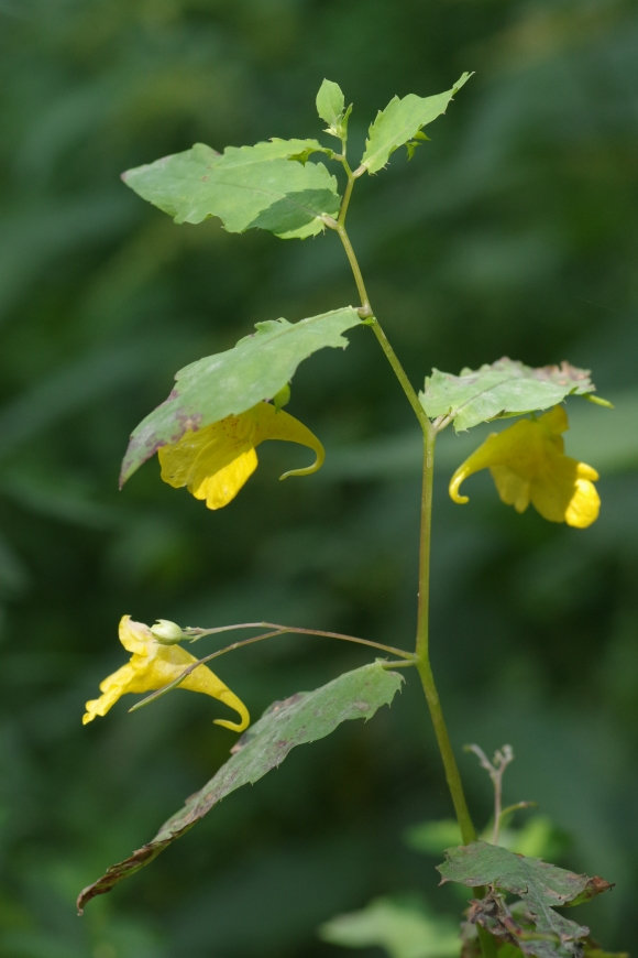 Image of Impatiens noli-tangere specimen.