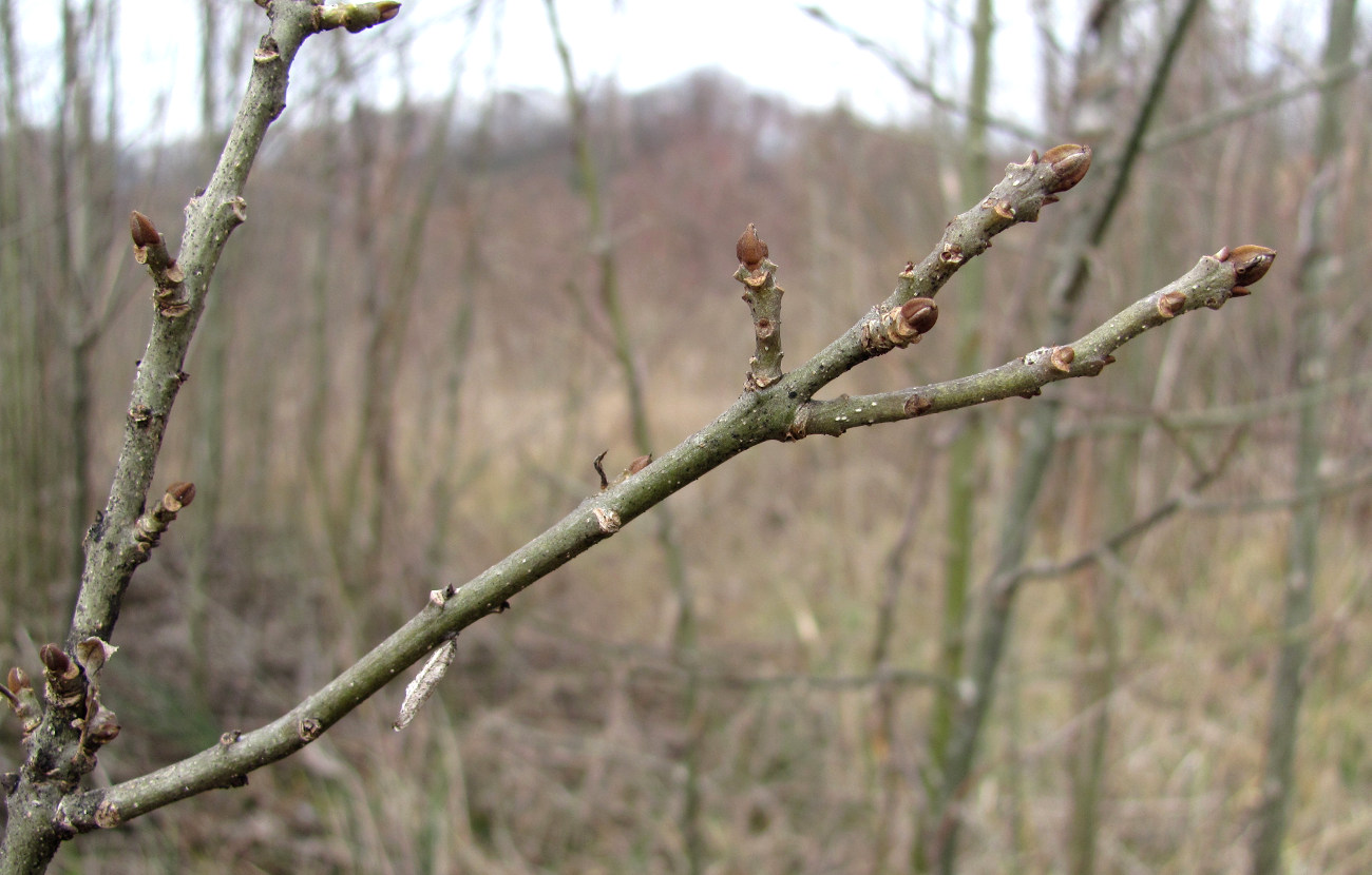 Image of genus Fraxinus specimen.