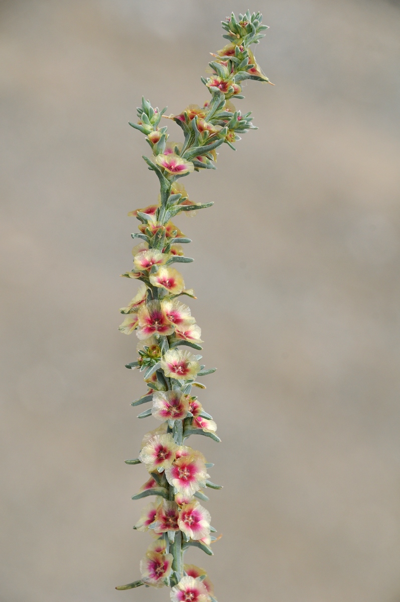 Изображение особи Salsola rosacea.