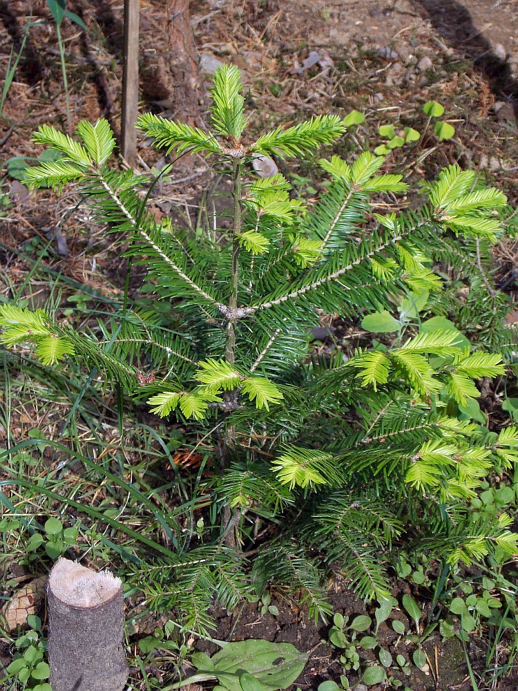 Image of Abies balsamea specimen.