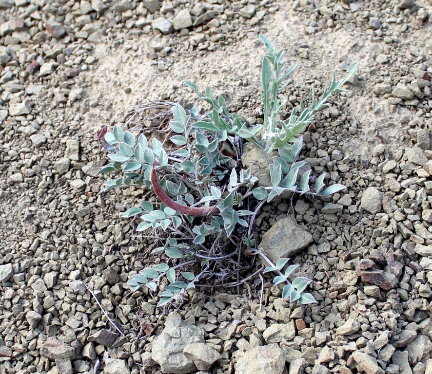 Image of Astragalus stictolobus specimen.